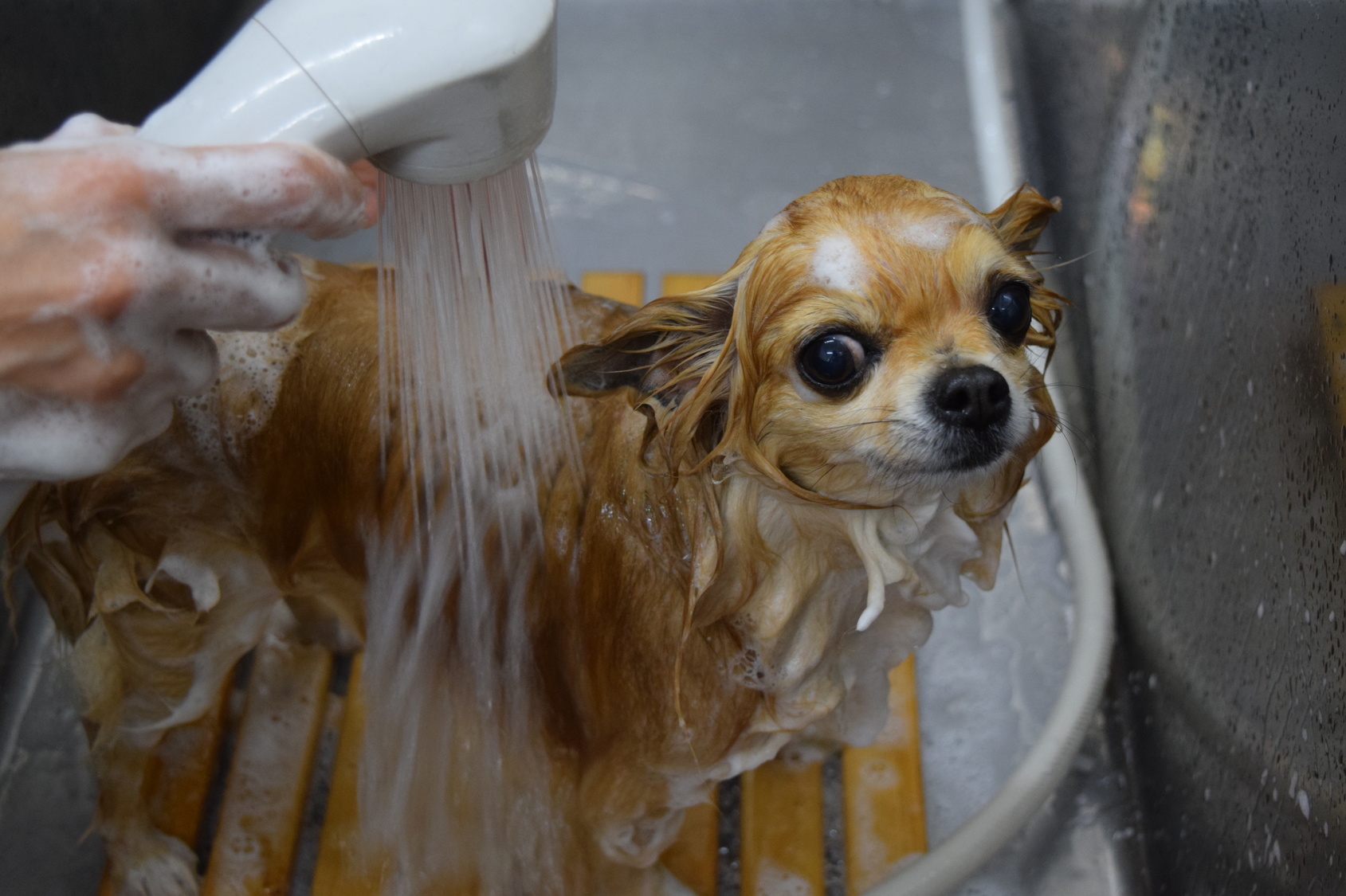 ペットのお風呂　シャワーを浴びるチワワ