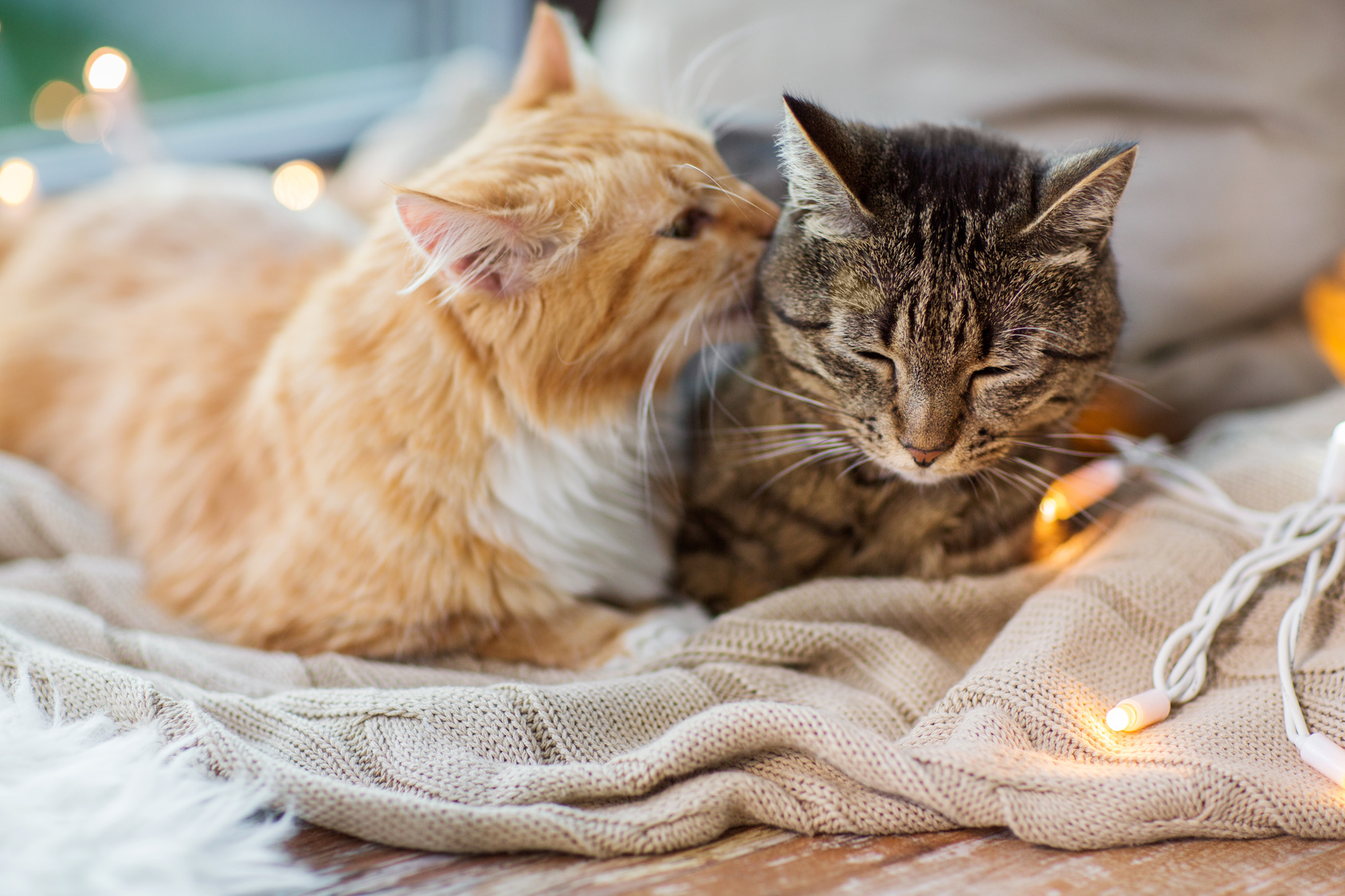 two cats lying on window sill with blanket at home