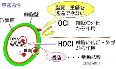 細胞を攻撃するメカニズム